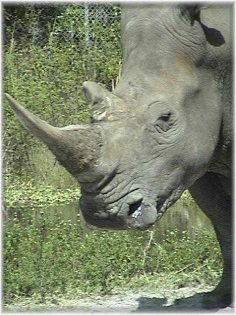 WHITE RHINOCEROS 0170